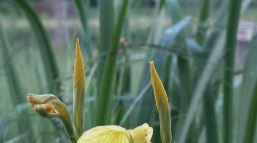 Iris - structure florale.  Iris - informations générales, classification Schémas de la structure de la fleur d'iris schématiquement