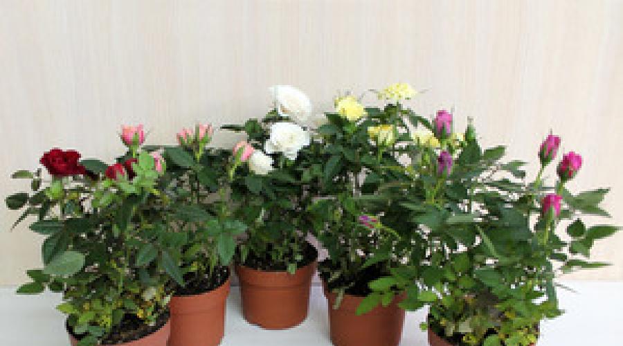 Как размножать розы в домашних условиях: размножение черенками, фото. Секреты опытных цветоводов: как размножить комнатную розу