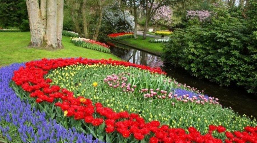 Jak najlepiej sadzić tulipany i jaki będzie piękny.  Wieloletnia rabata kwiatowa z roślin bulwiastych.  kiedy i w jakiej odległości sadzić tulipany