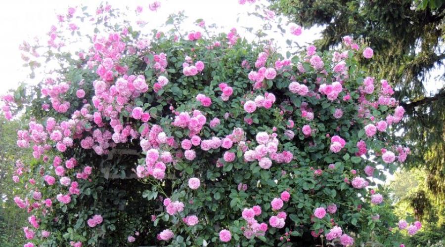How to beautifully plant climbing roses.  Climbing rose, planting and care in open ground, tips and recommendations.  Garter of climbing roses