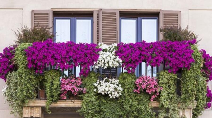 Какие цветы сажать на балконе: однолетние, ампельные. Оранжерея дома — какие цветы можно посадить на балконе? Что можно вырастить на открытом балконе