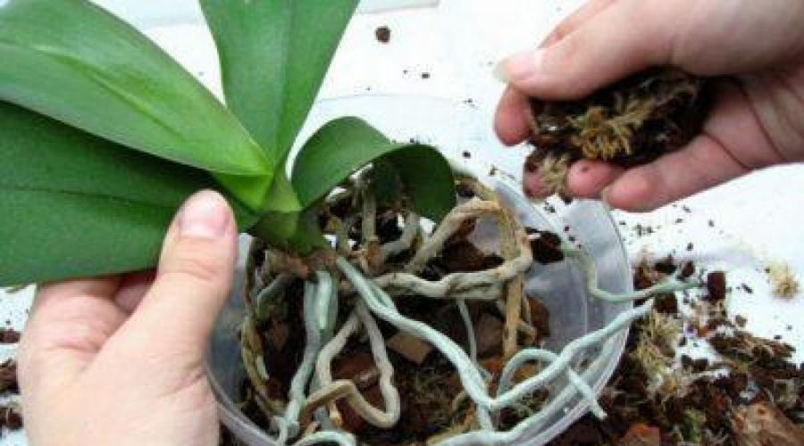 Ideal substrate for orchids.  Soil for orchids at home.  Components used: which one is better