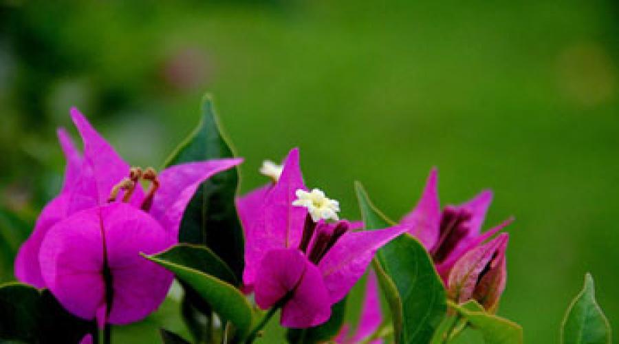 Бугенвиллия: выращивание и уход, описание, фото. Комнатный цветок бугенвиллия Бугенвиллия дерево