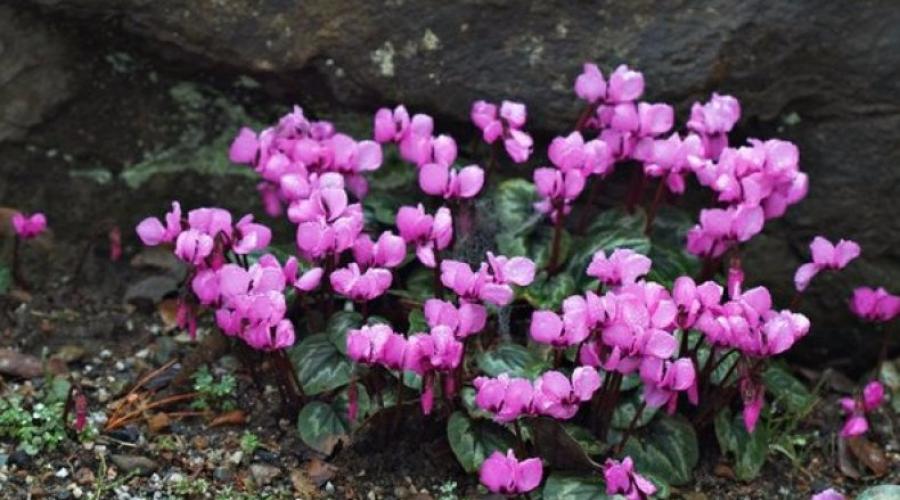 Homemade cyclamen: care and growing from seeds.  Growing cyclamen at home: important nuances of planting and caring for a demanding beauty