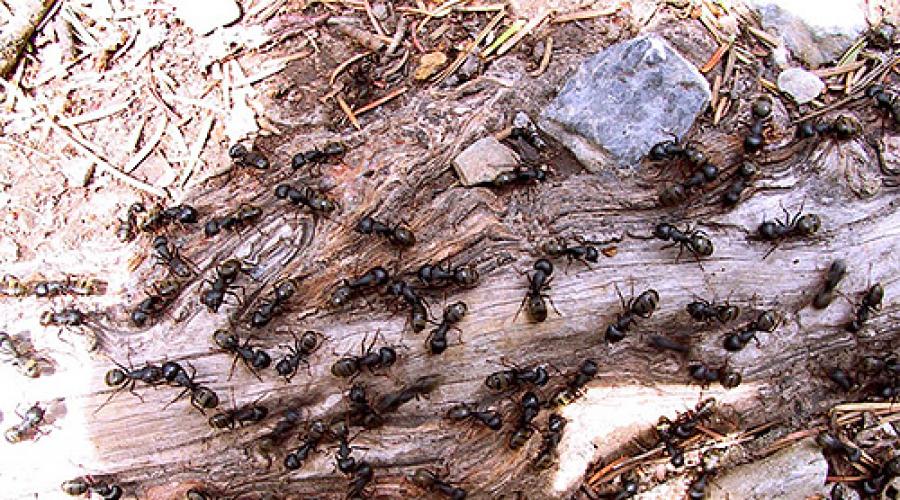 Муравейник и жизнь муравьев. Жизнь муравьев в муравейнике. Войны и рабы