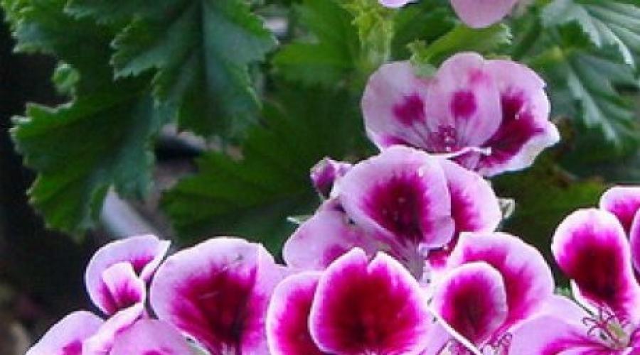 How to preserve garden geraniums until spring.  Proper care of geraniums at home.  how to preserve geraniums in winter