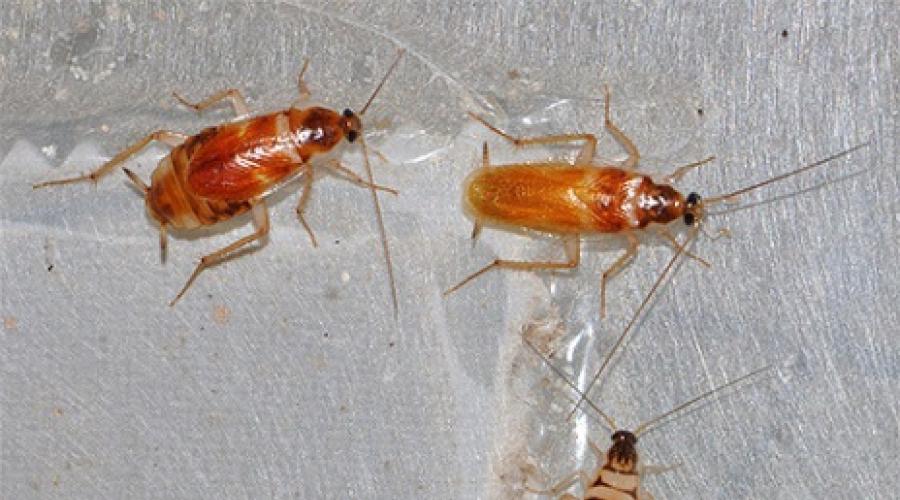 Тараканы характеристика отряда. Каких видов бывают тараканы? Таракан Прусак – обычный рыжий таракан