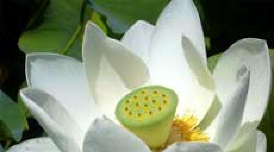 Доклад: Белые цветы Осириса и слезы Исиды