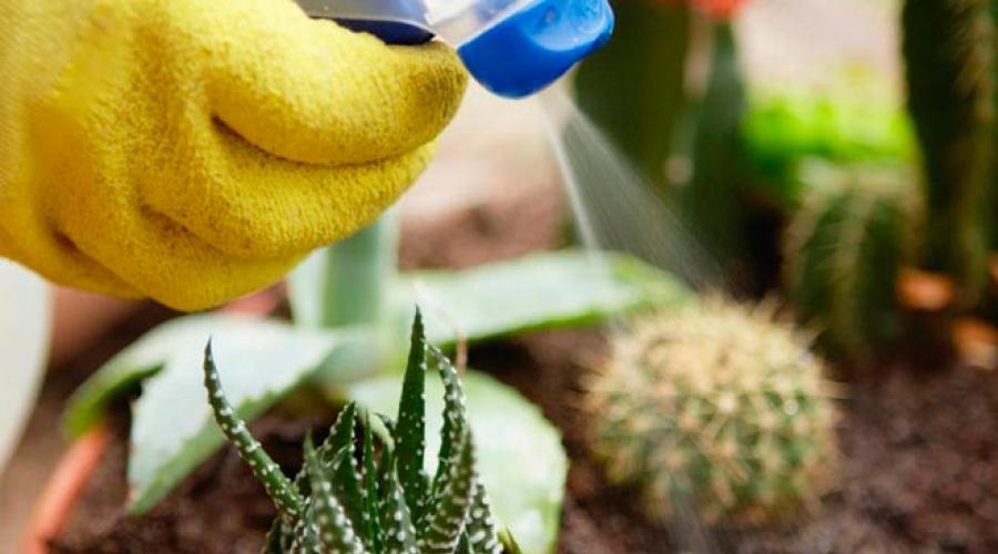 Kako pravilno brinuti o kaktusu kod kuće.  Kako se brinuti za kaktus kod kuće kako bi rastao i cvjetao Kako pravilno zalijevati kaktuse