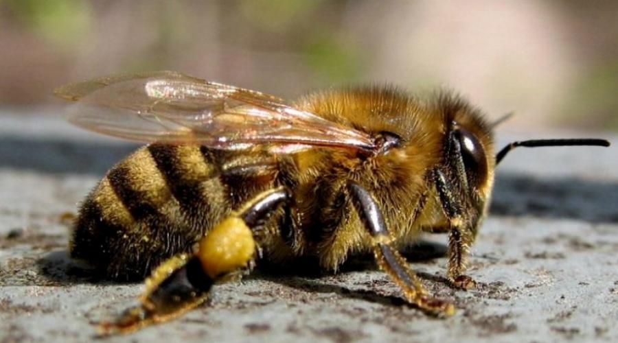 a cukorbetegség bite méhek kezelése)