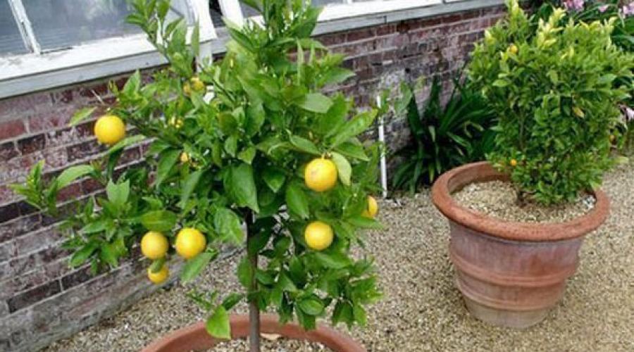 Proper pruning of indoor lemon.  Lemon pruning at home: photos, rules, timing and recommendations.  Indoor lemon twists