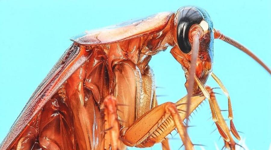Особенности строения таракана секрет живучести раскрыт. Многообразие насекомых: чем строение таракана может удивить? Тараканы одного вида