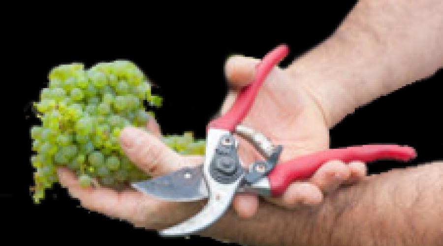 Zadbaj o winogrona w lecie.  Letnia pielęgnacja winogron - co robi troskliwy ogrodnik?  Pielęgnacja w okresie kwitnienia