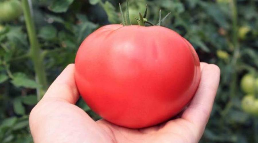 Which tomatoes are the most popular?  Tomatoes: early low-growing varieties for open ground.  Low-growing tomatoes without pinching