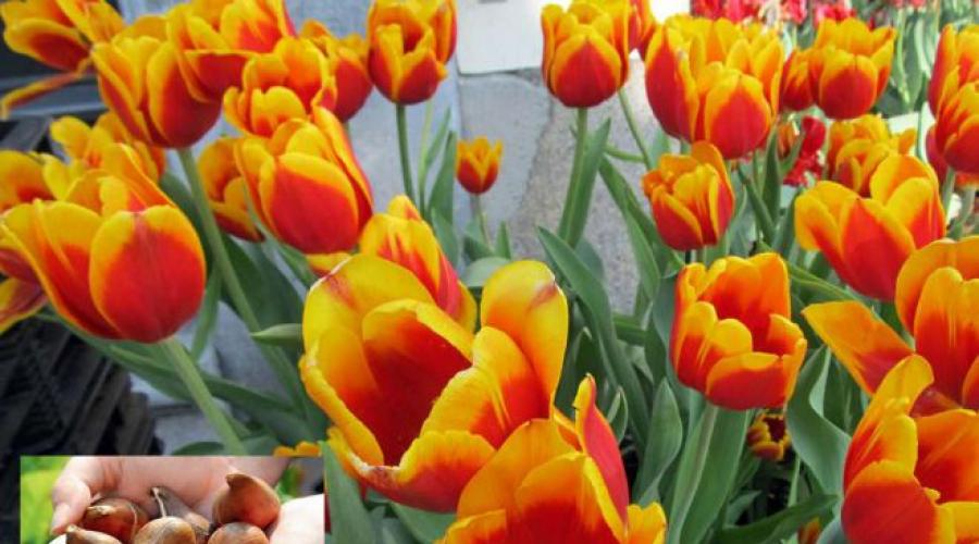 O que fazer a seguir com as tulipas desbotadas.  Canteiro de flores luxuoso: como cortar tulipas corretamente após a floração As tulipas floresceram