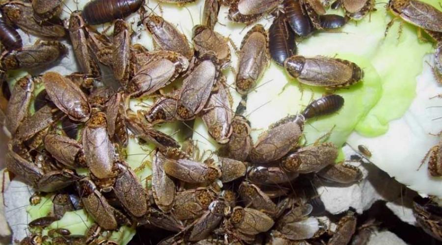 Разведение тараканов как бизнес. Разведение домашних тараканов на корм домашним животным Разведение тараканов не для корма