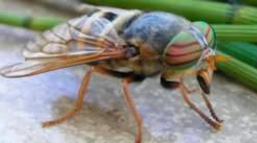 rovarok az emberekben