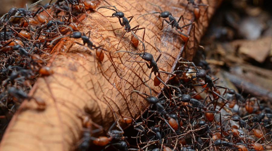 Что значит, если приснилось много муравьев? К чему снятся муравьи, большие и черные, видеть во сне много муравьев, ползающих по телу или постели - подробное толкование сна