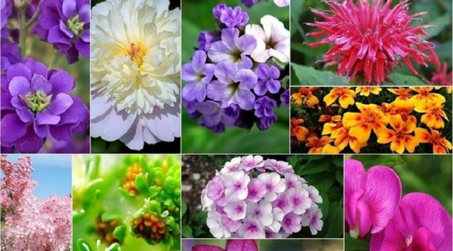 The smell of flowers: the influence of aromas from my flower garden.  Fragrances in the plant world, or what smells like Shades of floral aromas