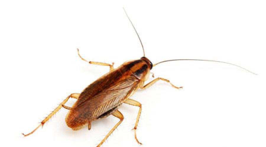 What is the dream interpretation of cockroaches.  What does it mean to see cockroaches in a dream - interpretation for women.  Why do redhead cockroaches dream interpretation of dreams