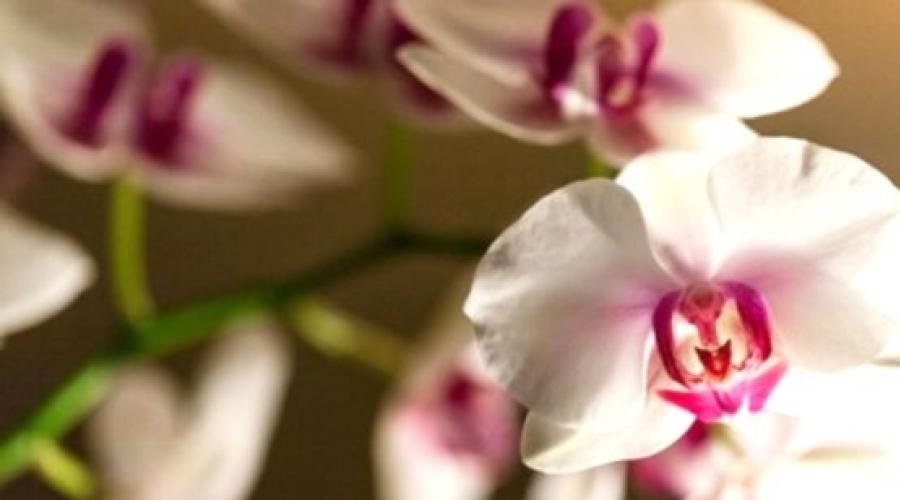 Фаленопсис засыхают бутоны. Спасение красоты — почему у орхидеи вянут цветы, опадают бутоны и что можно предпринять? Причина обезвоживания цветка