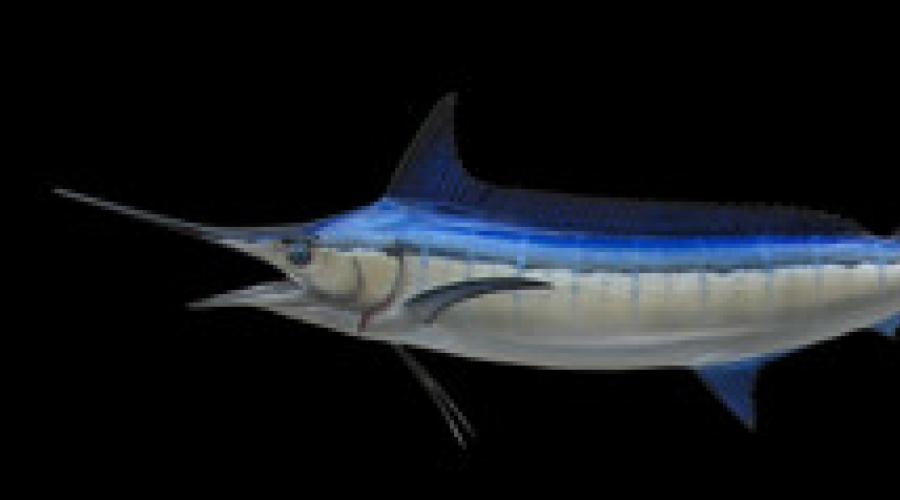 ryba marlinowa.  Blue Marlin to gigantyczny statek towarowy, który może nurkować pod wodą.  Jak marlin zachowuje się w swoim naturalnym środowisku?  Jakie są cechy jej zachowania