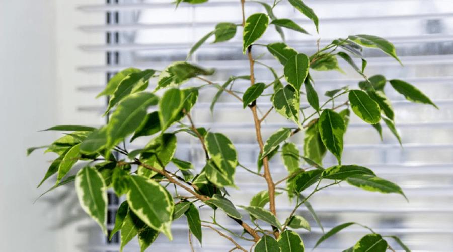 Why does ficus shed its leaves?  Immediate response.  What to do if ficus benjamina drops leaves