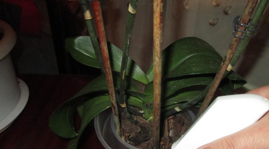Почему не растут листья у фаленопсиса. Орхидея Фаленопсис: избавляемся от заболеваний и вредителей. Видео “Ошибки в уходе за орхидеями”