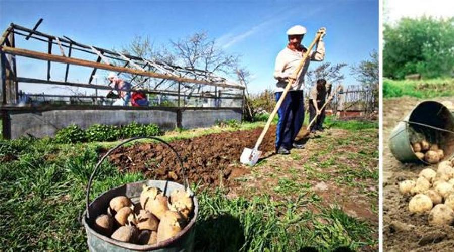 Новые технологии выращивания картофеля, а также посадка картофеля под солому. Как выращивать картошку по голландскому опыту на даче. Выращивание картофеля – подготовка почвы