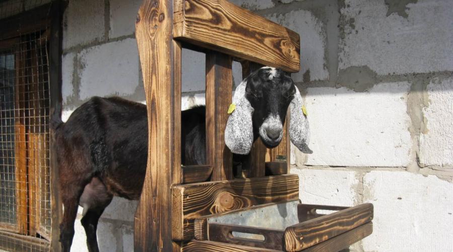 Требования к постройке сарая для фермерских коз. Строим козлятник для коз своими руками Домик для козы своими руками