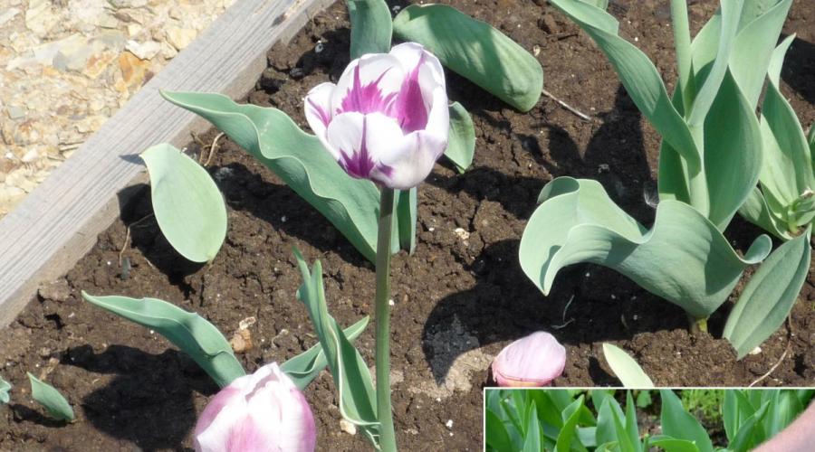 Что дальше делать с отцветшими тюльпанами. Как ухаживать за тюльпанами от первых ростков до увядающих цветков Когда нужно обрезать отцветшие тюльпаны