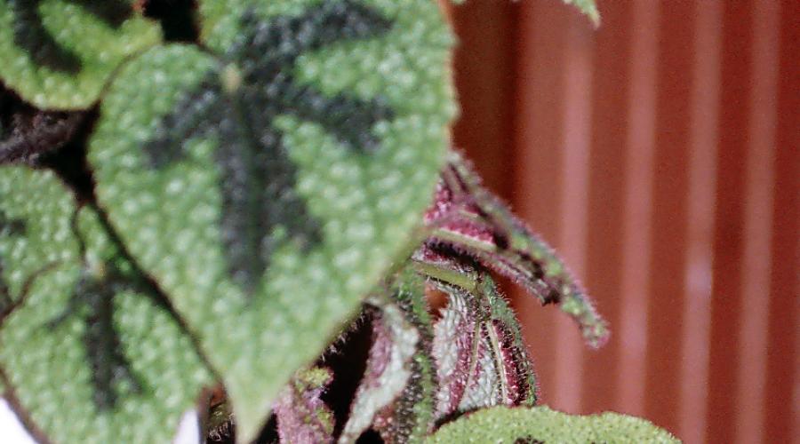 Комнатные растения бегония мэсона. Бегония мэсона — описание и уход в домашних условиях. Болезни, которые могут настигнуть цветок