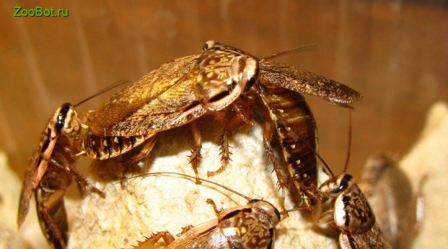 Как выглядит мраморный таракан и как правильно его разводить? Мраморные тараканы — как разводить правильно