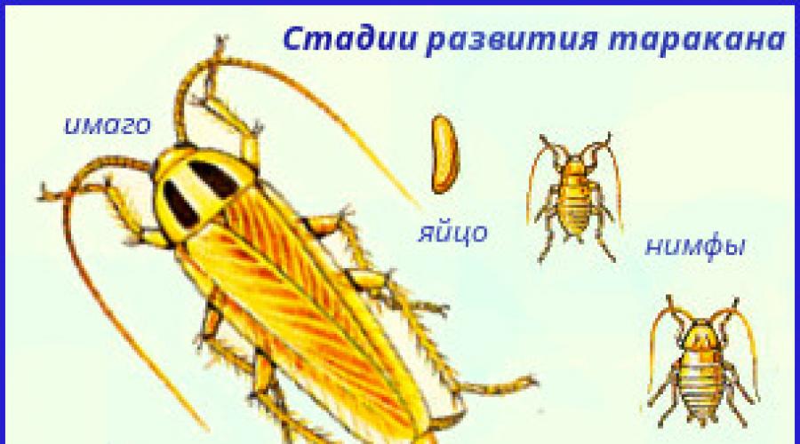 Виды тараканов. Разновидности тараканов, образ жизни, среда обитания и поведение Черные тараканы и прусаки отряд