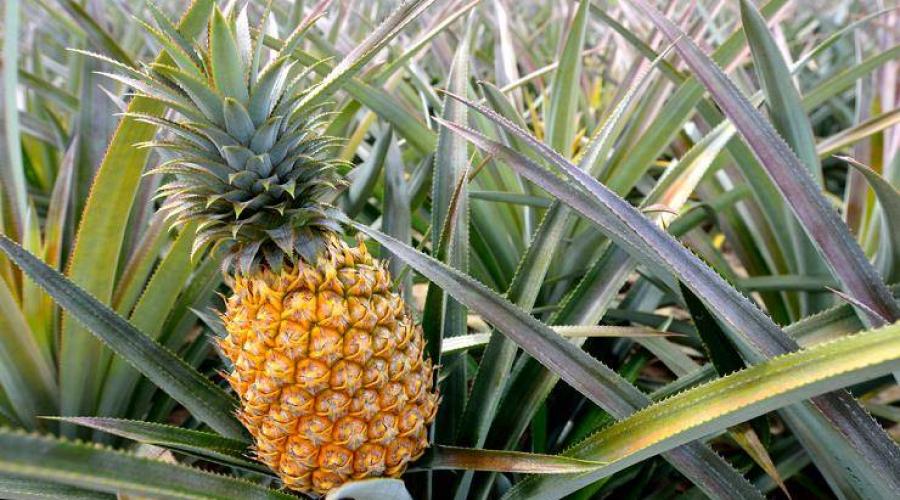 Plod ananasa s biološkog gledišta.  Koje su prednosti ananasa, sastav i upotreba biljke.  Ananas u legendama i vjerovanjima