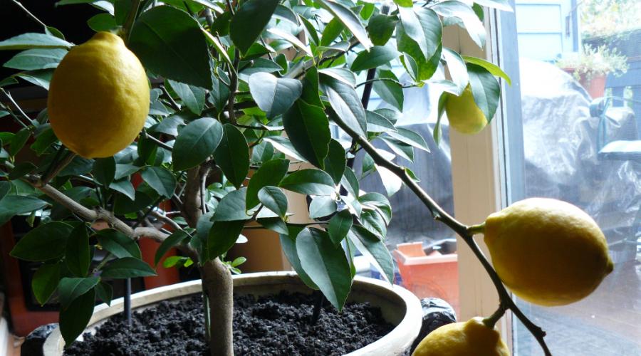 Комнатный лимон: советы по уходу и выращиванию в домашних условиях. Лимон — уход в домашних условиях для настоящих цветоводов