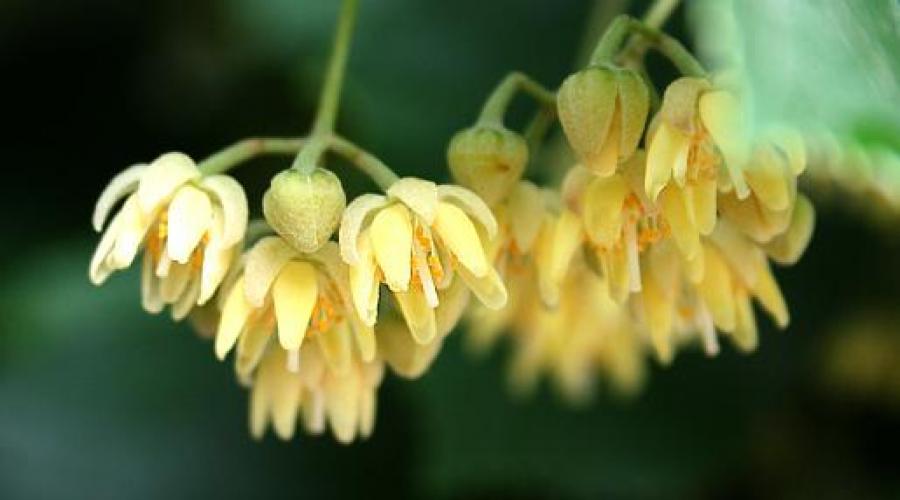 Tilo: propiedades beneficiosas y contraindicaciones.  Tilo: floración y características de un árbol de miel. El tilo no florece, que hacer.