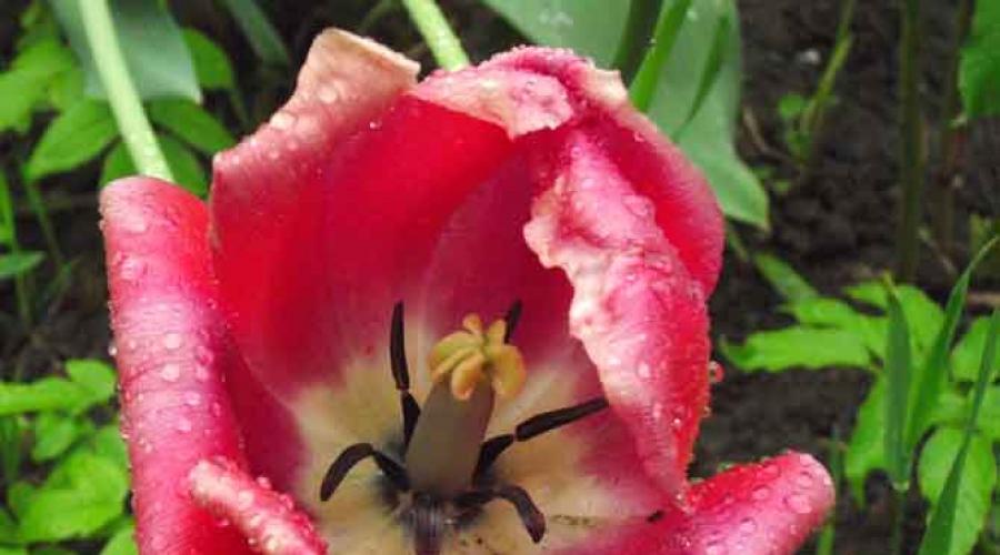 Как правильно посадить тюльпаны осенью на даче. Как вырастить тюльпаны на даче из луковицы Как выращивать тюльпаны на даче
