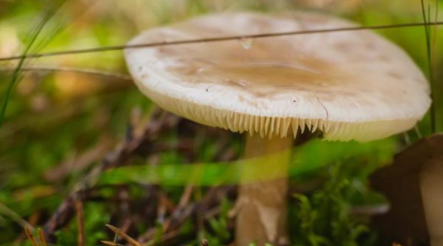 Orange milky mushroom.  What do lactic mushrooms look like and where do they grow?  Where do milkies grow?