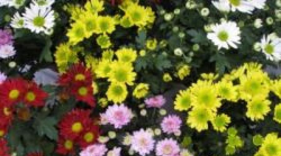 Kwiaty dębu chryzantemy.  Jesienne kwiaty w ogrodzie (65 zdjęć z imionami): jak zamienić ogród w raj
