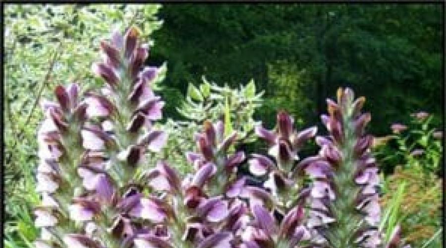 Acanthus plantio suave e cuidado.  Acanto majestoso: plantio e cuidado, reprodução.  cuidados com as plantas