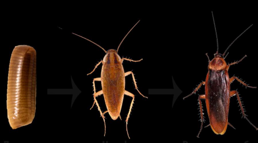 Cuantos tipos de cucarachas hay en el mundo.  El maravilloso mundo de los insectos: las cucarachas.  Variedades de cucarachas domésticas, su apariencia y descripción.