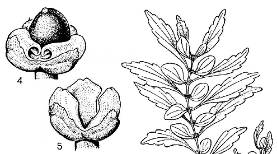 Семейство крапивные (Urticaceae) (И. А. Грудзинская). Семейство крапивные (Urticaceae) Характеристика семейства крапивные