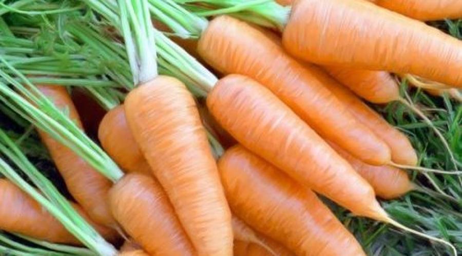 Выращивание моркови в открытом грунте как бизнес. Бизнес на выращивании моркови Морковь и ее выращивание на продажу