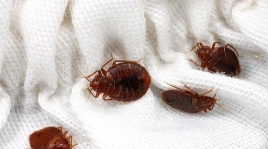 Hogyan lehet megszabadulni az ágy parazitáktól? Mi az ágy paraziták? Akik az ágy rovarokban élnek