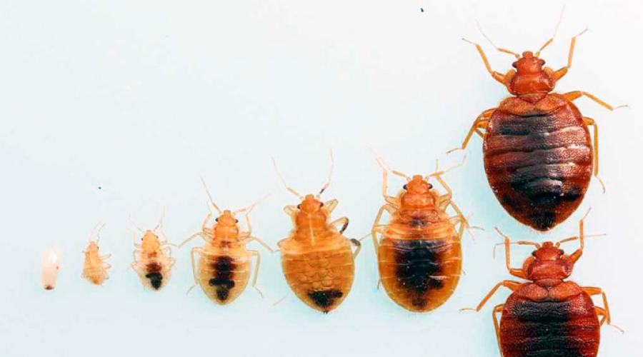 Jak wyglądają larwy pluskiew?  Jak wyglądają larwy pluskiew - zdjęcie Jak wyglądają larwy pluskiew - cechy życia, cykl, odżywianie, śmiertelne niebezpieczeństwo