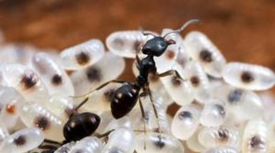 Co jedzą różne rodzaje much i ich larwy?  Fakty o muchach Czym karmić muchę domową