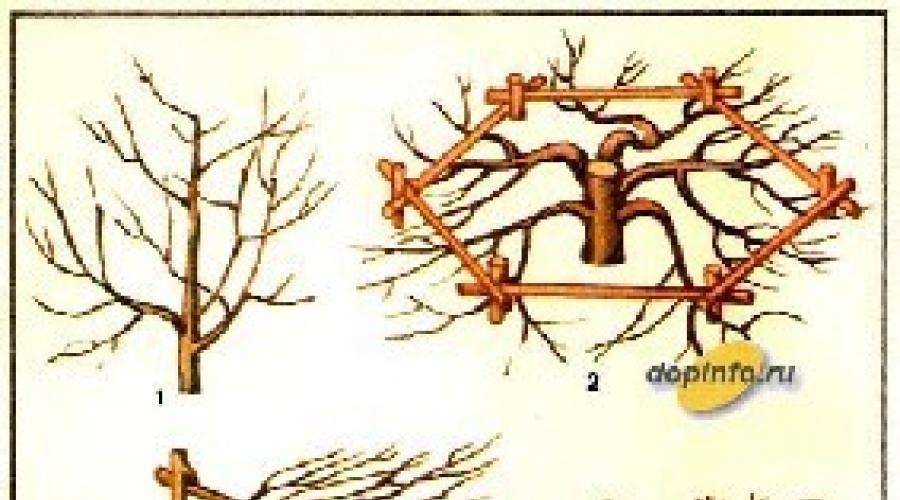 Jak uformować jabłoń w formie łupka?  Ogród łupkowy Przycinanie drzew w formie łupka