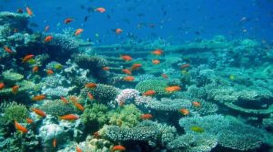 Krótki opis zasobów mineralnych oceanów.  Pacyfik.  Świat organiczny, zasoby naturalne, problemy środowiskowe Zasoby wodne Oceanu Spokojnego
