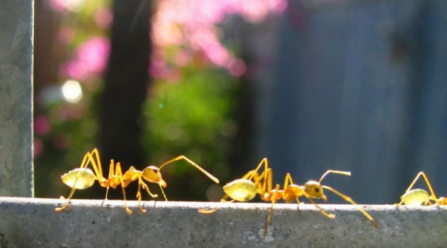 جالب ترین حقایق در مورد مورچه ها.  تکلیف در مورد دنیای اطراف (کلاس 3): گزارش کوتاه در مورد مورچه ها داستانی در مورد زندگی یک مورچه برای یک دانش آموز کلاس اولی در جهان اطراف
